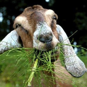 1 cabras